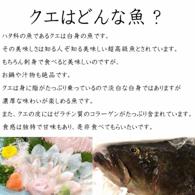 在庫処分特価 クエ 本 くえ 活じめ 養殖 約3 5kg前後 刺身用 高級魚 産地直送 高級料理店 高級居酒屋 こだわりの店などでお使い シニアファッション Www Bnooon Com