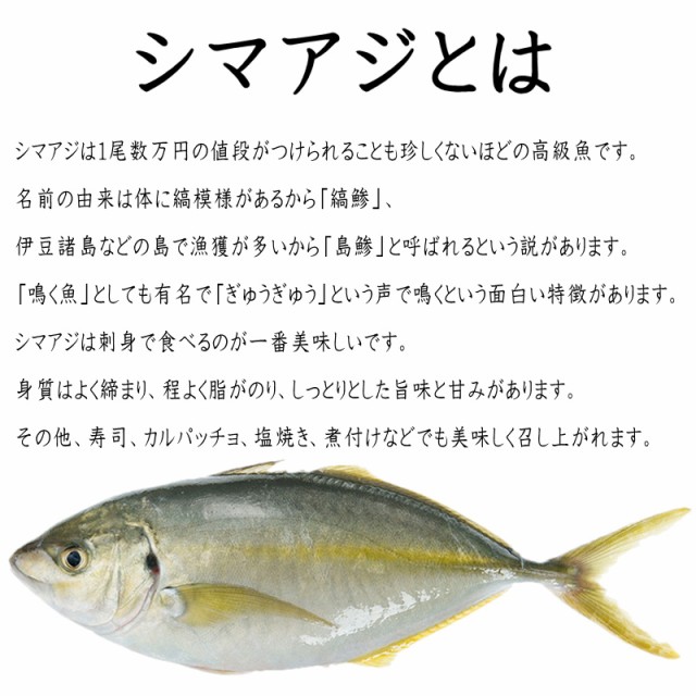 しまあじ 活き締め 約1.2ｋｇ 刺身用 生食用 【 小田原港 より 即日