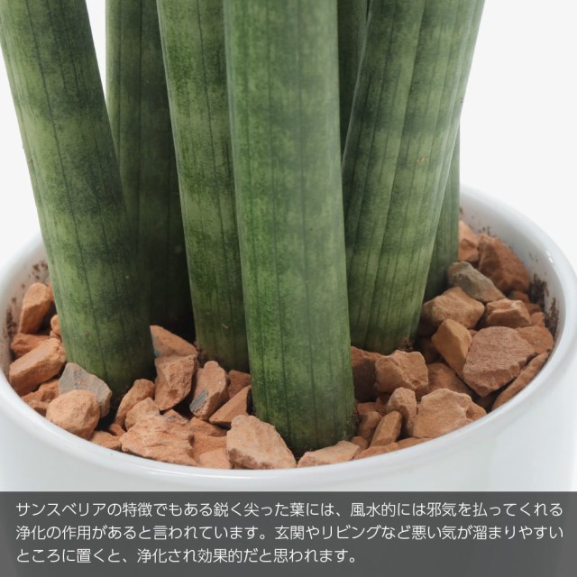 【観葉植物 生木 生花】ミニ 小型 送料無料 サンスベリア スタッキー 鉢植 受け皿付き 4号鉢 陶器鉢 サンセベリア インテリア おしゃれ ｜au  PAY マーケット