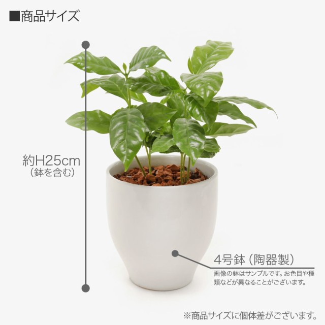 観葉植物 生木 生花 ミニ 小型 送料無料 コーヒーの木 鉢植 受け皿