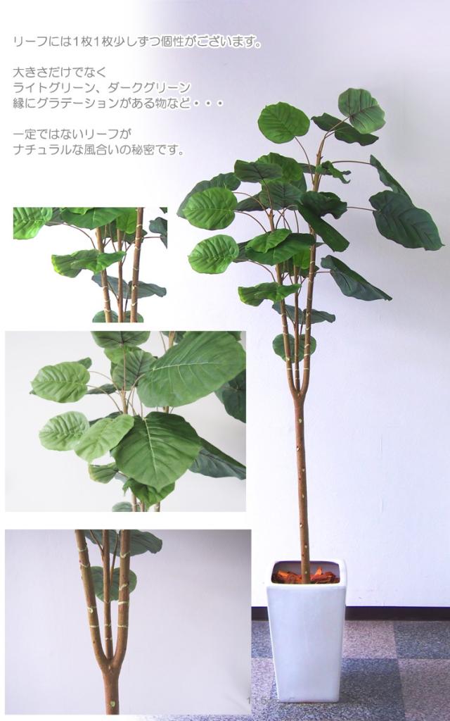 ウンベラータ お祝い の通販はau Pay マーケット 神戸花物語 商品ロットナンバー 210cm 鉢植 Sc Ct触媒 光触媒 インテリア 安い超激得 Cta Org Mz