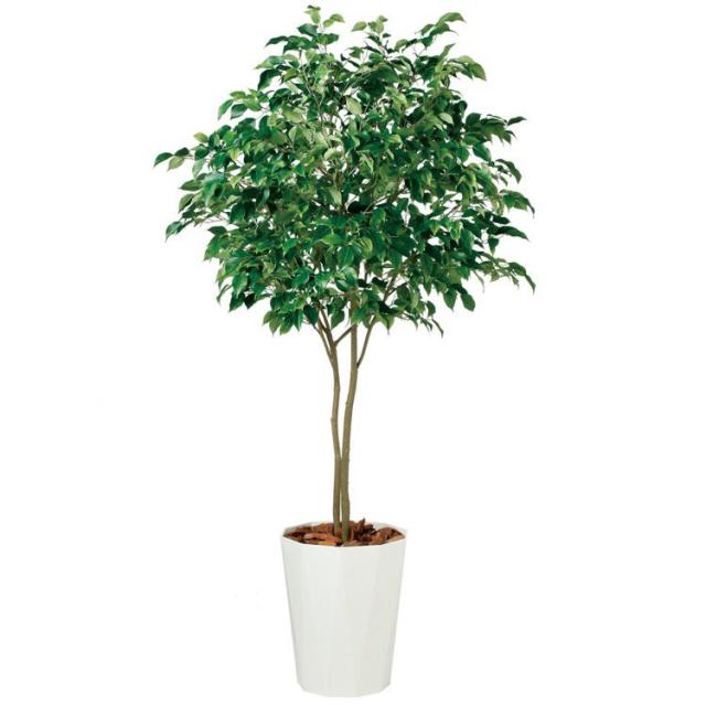 珍しい フェイクグリーン 大型 ベンジャミン ワイド Fst 0cm 鉢植 観葉植物 造花 人工観葉植物 光触媒 Ct触媒 インテリア 売り切れ必至 Olsonesq Com