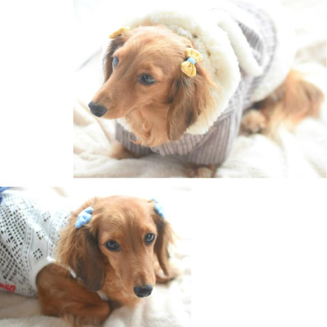 犬 ヘアアクセサリー チェック ふんわり 初売り 丸 リボン 髪飾り ヘアピン ポップ B 4点セット