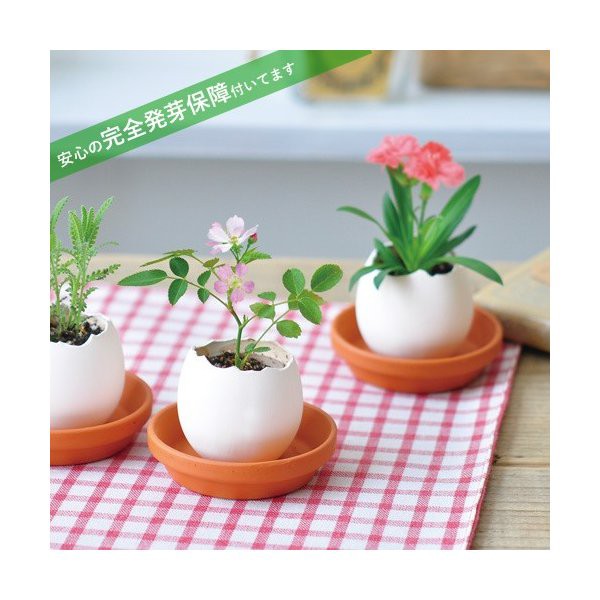 栽培キット 発芽保障 eggling eco friendly カーネーション ミニバラ