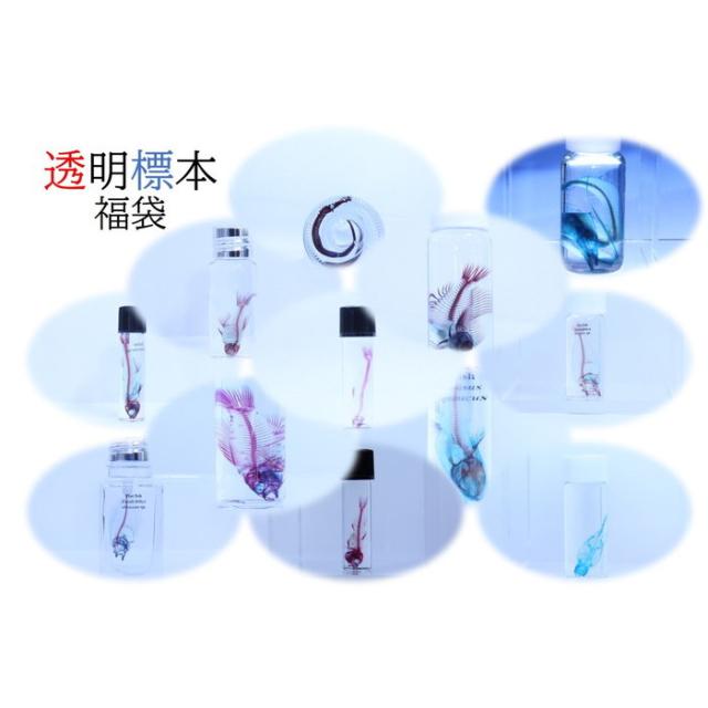 公式通販 透明標本 福袋 かわいい きれい 骨格 透明 クリア スケルトン 作り方 正規品 Carlavista Com 公式通販 透明標本 福袋 かわいい きれい 骨格 透明 クリア スケルトン 作り方 正規品 Carlavista Com