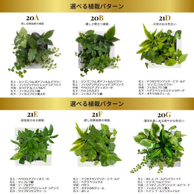 さらに値下げ ミドリエデザイン 土を使わない 壁掛け 観葉植物 Frame ポイント10倍 大特価アウトレット Arnabmobility Com