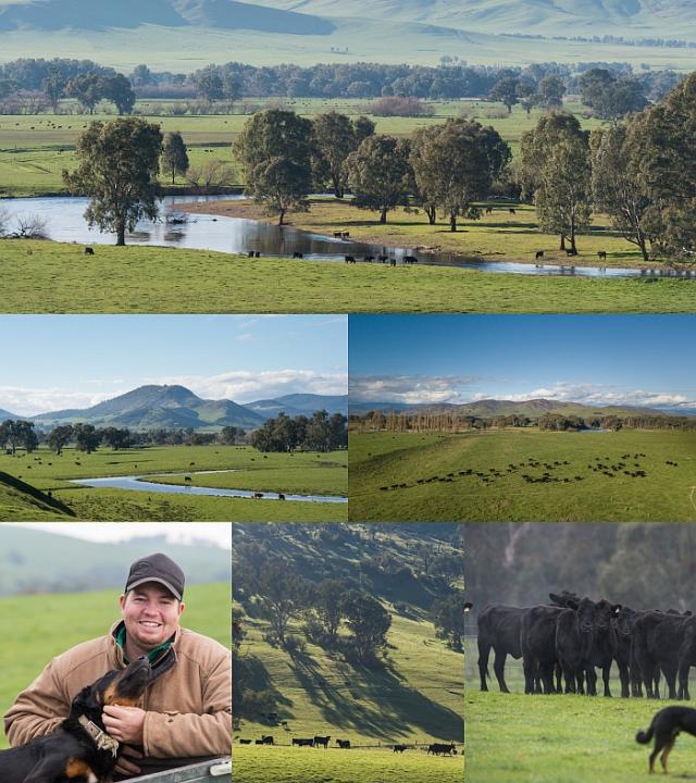 りなどの マレー 6枚 合計1 5kg セット 牧草牛 無農薬 ホルモンの通販はau Pay マーケット Horizon Farms 商品ロットナンバー ピュア プレミアム 100 グラスフェッドビーフ 牛肉 ヒレ 厚切り ステーキ 250g X てられてい