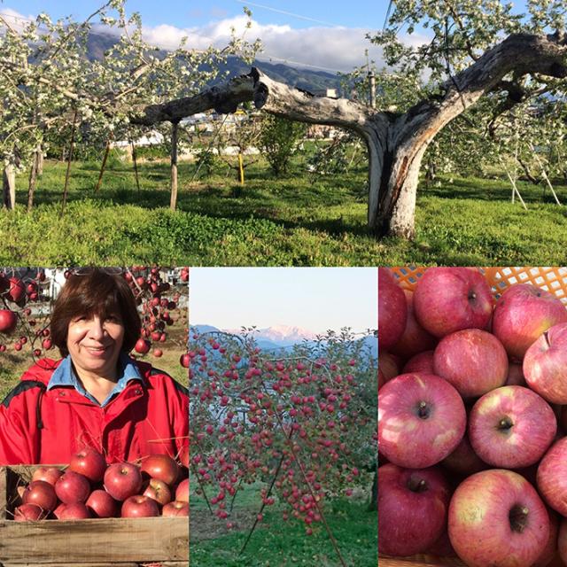 無添加 りんごソース 100% 南信州 林檎 国産 乳製品不使用 砂糖不使用 73g x 2個 保存料不使用 アップルジャム フルーツジャム リンゴ 林檎 ジャム