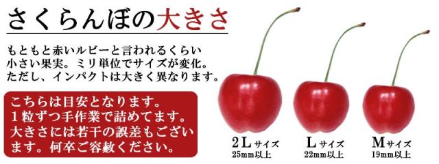 佐藤錦さくらんぼ