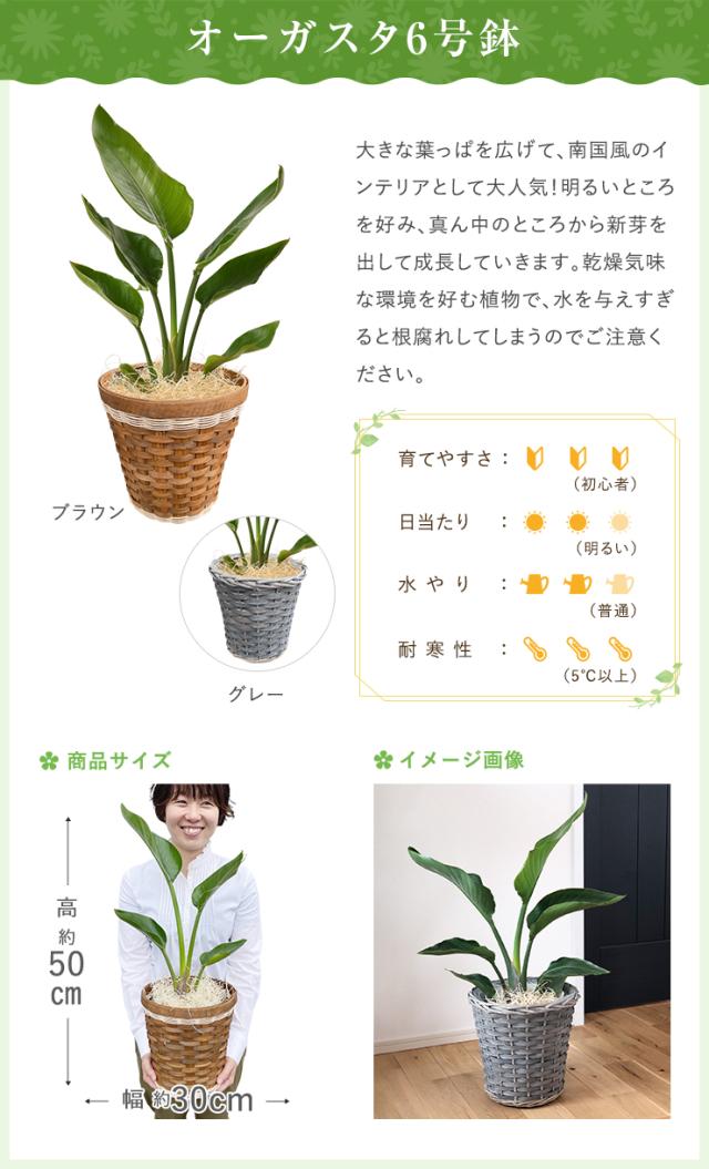 当日発送14時まで モンステラ 観葉植物 大型 鉢 おしゃれ 6号鉢