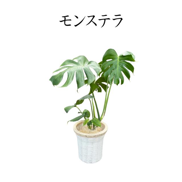 モンステラ