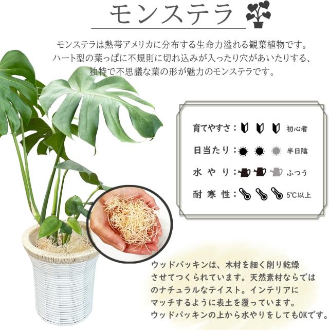 モンステラについて