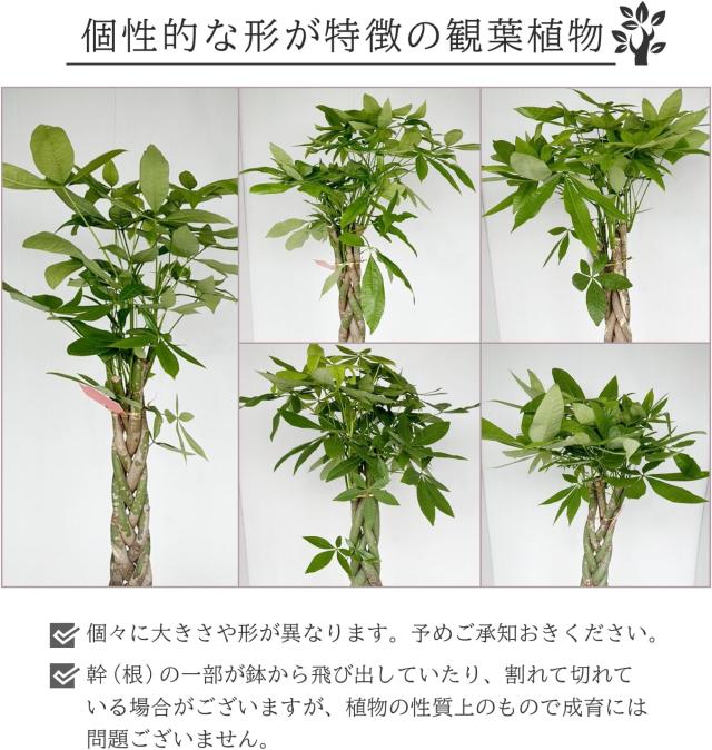 個性的な形が特徴の観葉植物