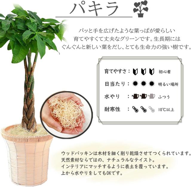 パキラについて