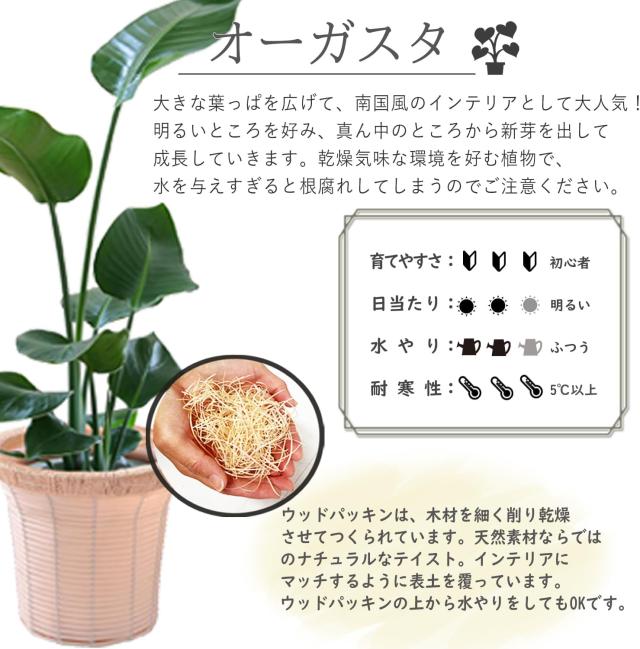 オーガスタについて