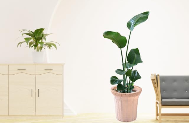 オーガスタイメージ