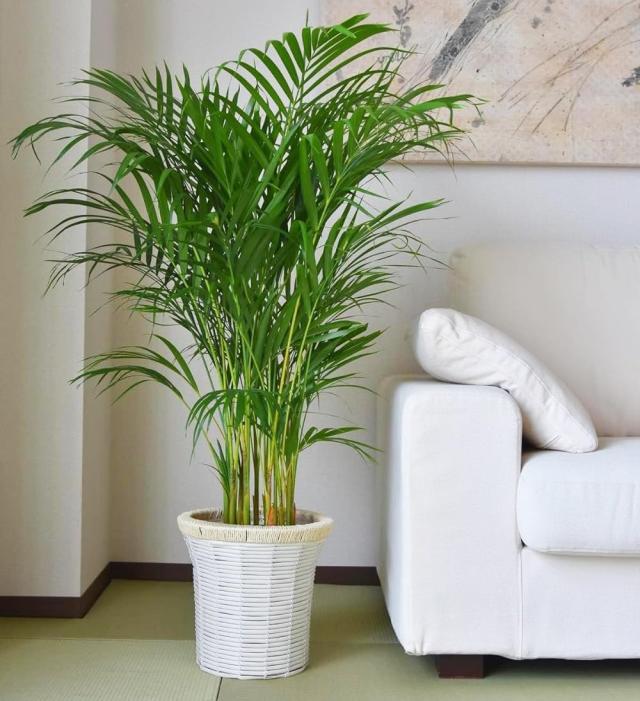 アレカヤシイメージ