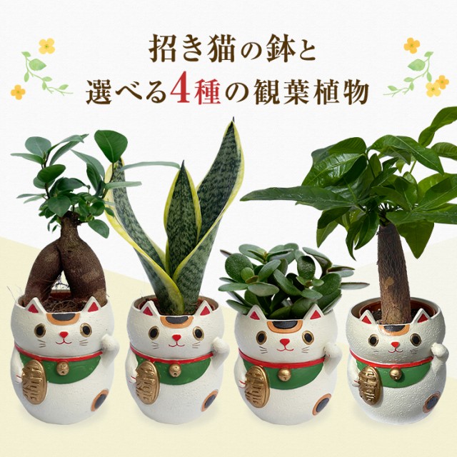 ガジュマル観葉植物そのまま発送②