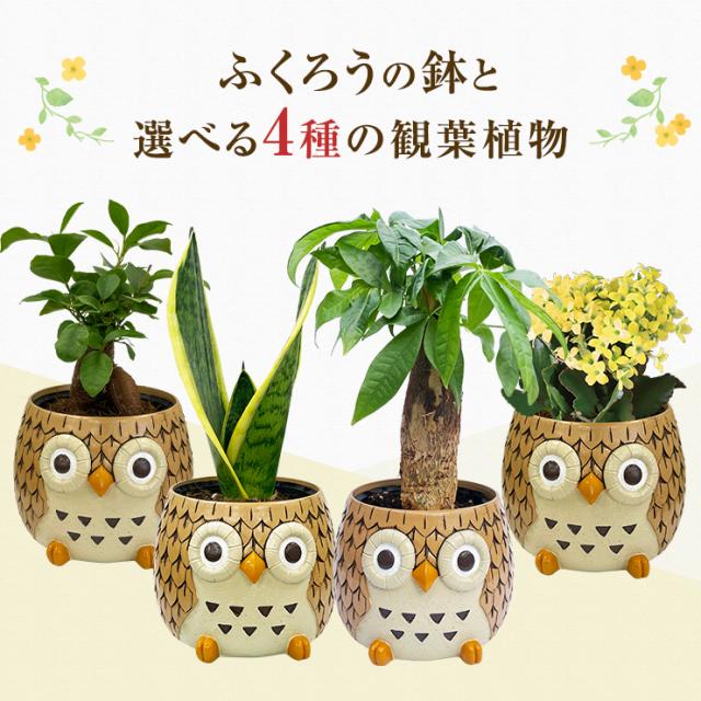 バカラ フクロウ ふくろう ファウナクリストポリス フクロウ | バカラ 日本