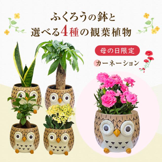 カーネーション