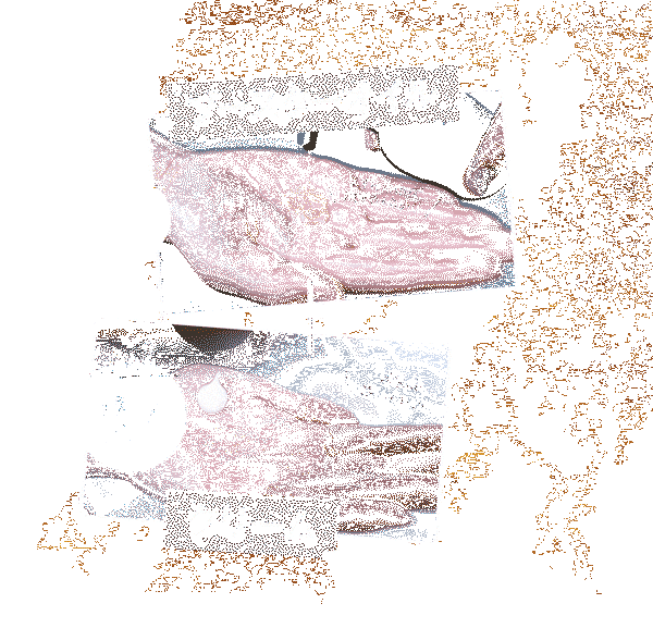 爆買い即納 NOCOR ノコア 浸透ケアセット(アフターボディトリートメントクリーム150g&ヒートブースターボディマッサージ VCオイル100ml)の通販はau PAY マーケット - NOCORノコア公式ストア au PAY マーケット 格安新品