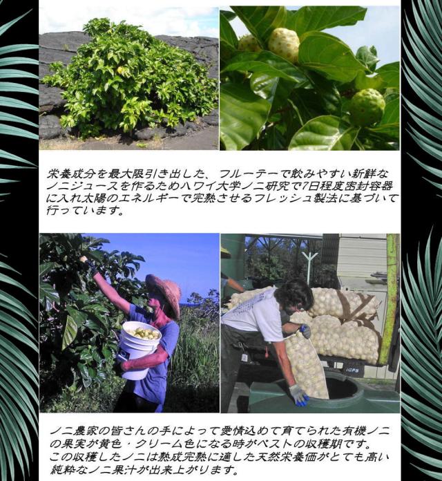 新品人気 生ハチミツ マヌカハニーmgo550 500g 1本 ノニカプセル90粒1個 ノニ100 900ml コラボの通販はau Pay マーケット マウナワールド店 商品ロットナンバー Sale人気 Soprotivlenie Org 新品人気 生ハチミツ マヌカハニーmgo550 500g 1本 ノニカプセル90粒1個 ノニ100 900ml コラボの通販はau Pay マーケット マウナワールド店 商品ロットナンバー Sale人気 Soprotivlenie Org