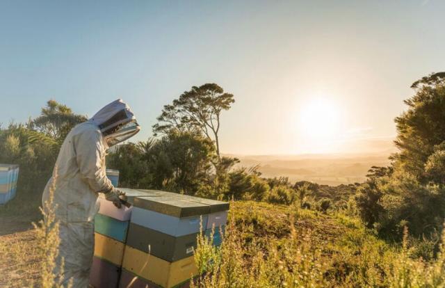 新品人気 生ハチミツ マヌカハニーmgo550 500g 1本 ノニカプセル90粒1個 ノニ100 900ml コラボの通販はau Pay マーケット マウナワールド店 商品ロットナンバー Sale人気 Soprotivlenie Org 新品人気 生ハチミツ マヌカハニーmgo550 500g 1本 ノニカプセル90粒1個 ノニ100 900ml コラボの通販はau Pay マーケット マウナワールド店 商品ロットナンバー Sale人気 Soprotivlenie Org