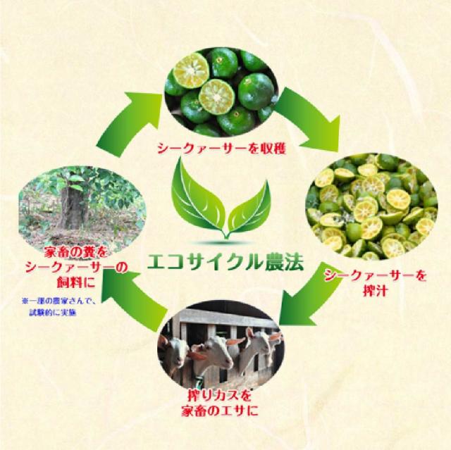 シークワーサー