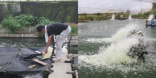 浜名湖謹製うなぎの特徴