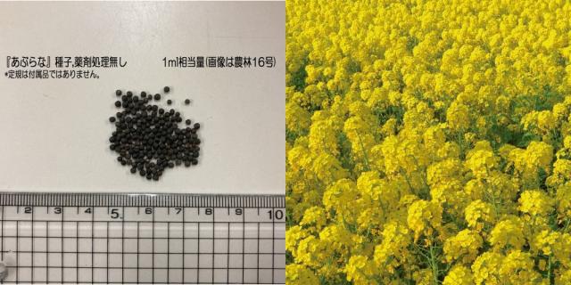 おすすめポイント