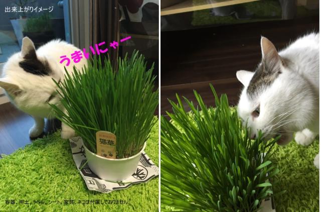 おすすめポイント