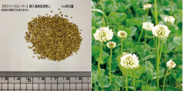 おすすめポイント