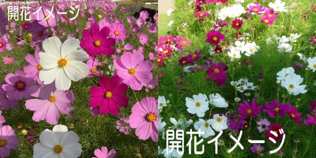 おすすめポイント