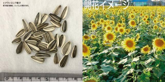 おすすめポイント