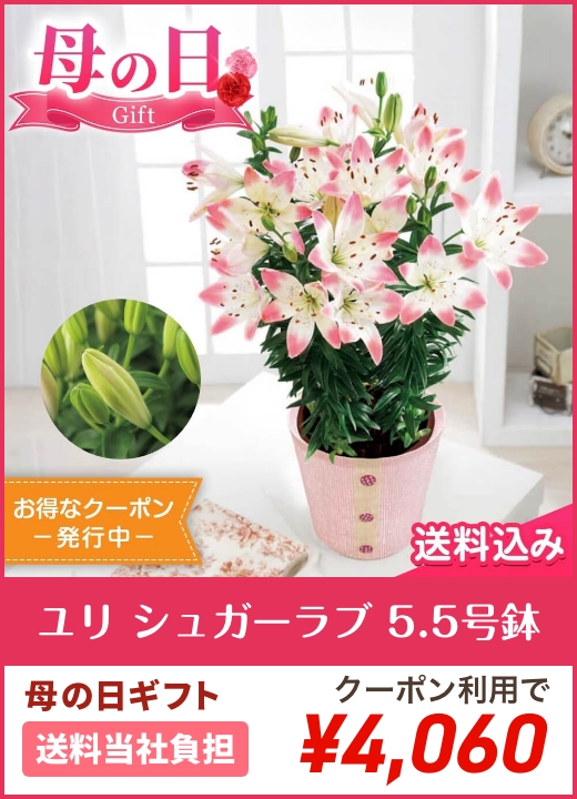 ユリ シュガーラブ 5.5号鉢