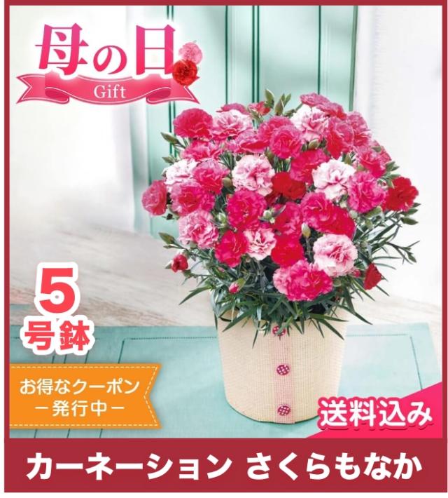 カーネーション さくらもなか 5号鉢