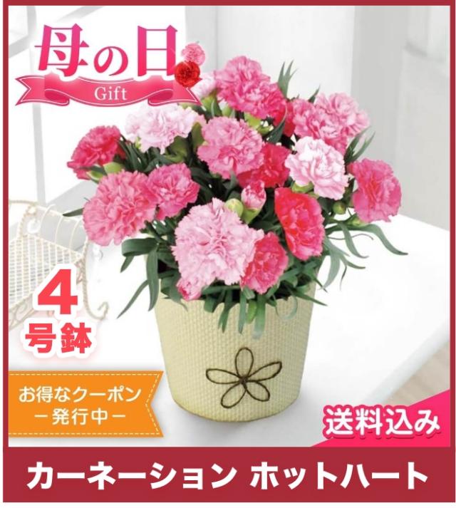 カーネーション ホットハート 4号鉢