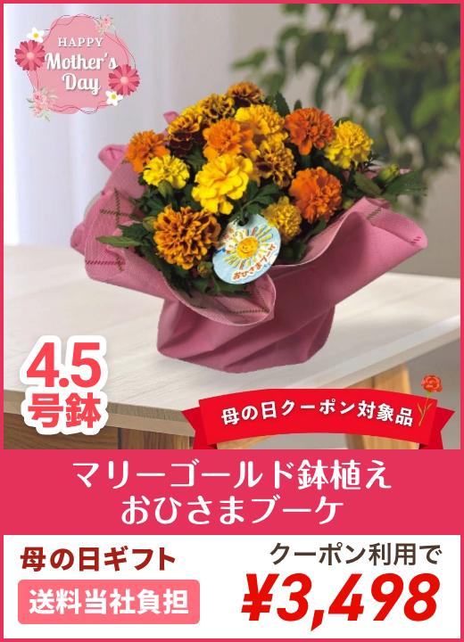 【母の日】マリーゴールド鉢植え おひさまブーケ 4.5号鉢