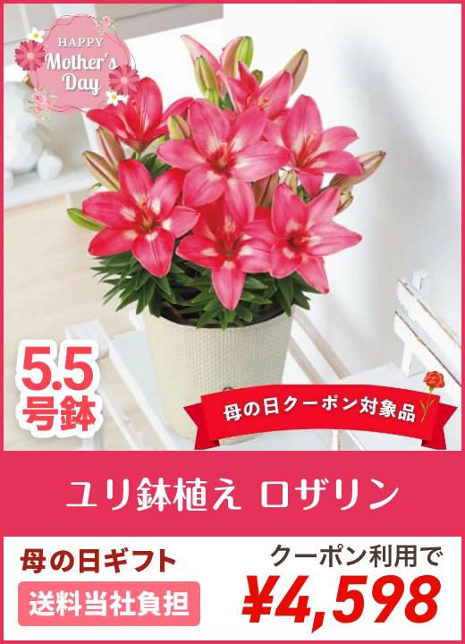 【母の日】ユリ鉢植え ロザリン 5.5号鉢