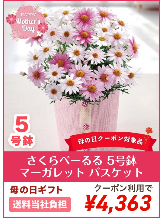 【母の日】マーガレット さくらべーる 5号鉢