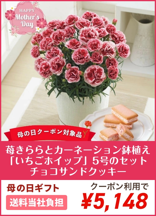 【母の日】苺きららとカーネーション鉢植え「いちごホイップ」5号のセット