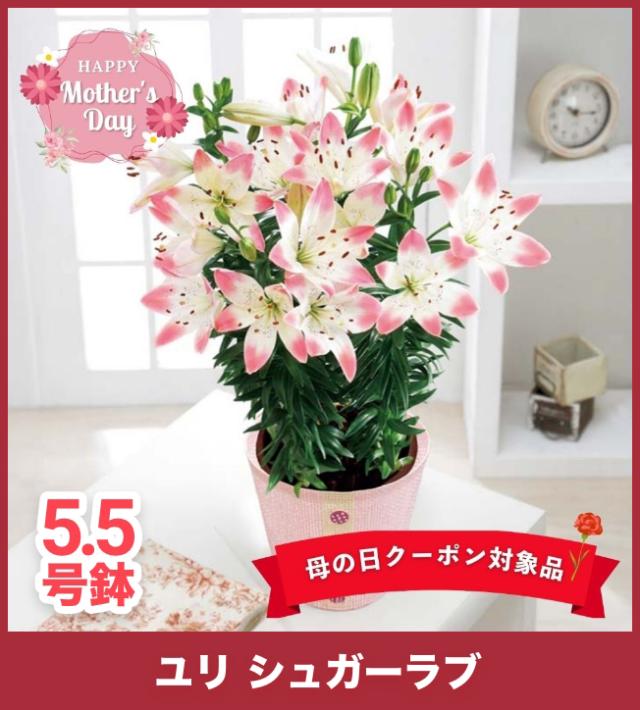 【母の日】ユリ シュガーラブ 5.5号鉢