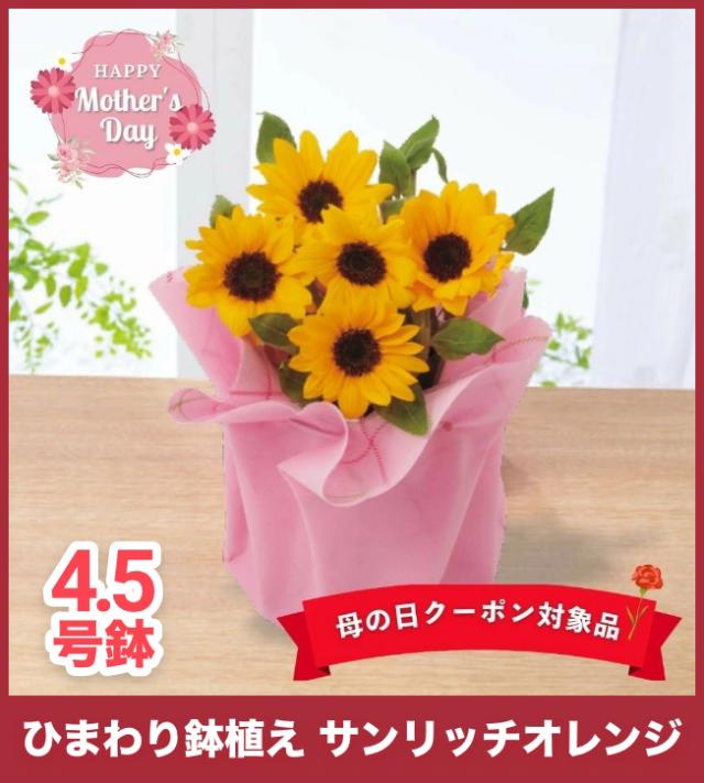 【母の日】ひまわり鉢植え サンリッチオレンジ 4.5号鉢