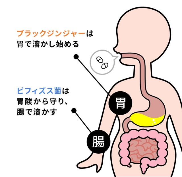 内脂サポート 90日分 ＜機能性表示食品＞【ファンケル 公式】[ FANCL サプリ ないしサポート 体脂肪 サプリメント 腸内環境 ビフィズス菌  ナイシサポート ダイエット男性 女性 内臓脂肪 健康 ブラックジンジャー 乳酸菌 健康サプリ 腹部皮下脂肪]の通販はau PAY ...