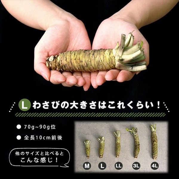 初回分完売 生わさび 有東木 L(70-90g)3本 わさび 山葵 wasabi わさびの門前 静岡産 静岡県 農家直送 産地直送 本わさび  わさびおろし 手土産 プレゼ 延長保証付|グルメ・食品,調味料・食用油 - e-journal.uniflor.ac.id