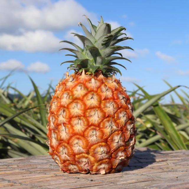 石垣島産 ピーチパイン