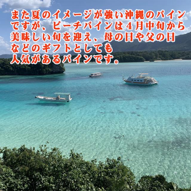 石垣島産 ピーチパイン