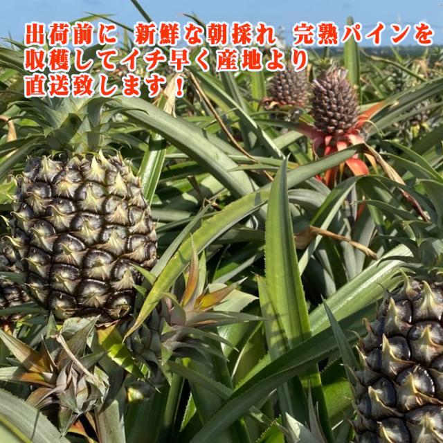 石垣島産 ピーチパイン