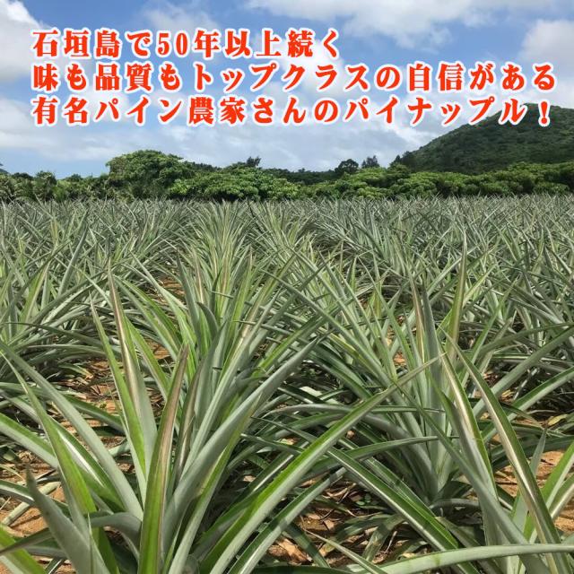 石垣島産 ピーチパイン