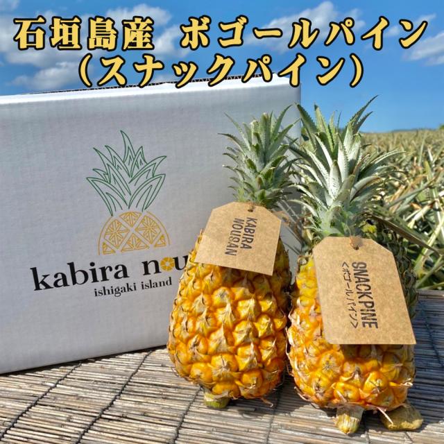 石垣島産 ボゴールパイン